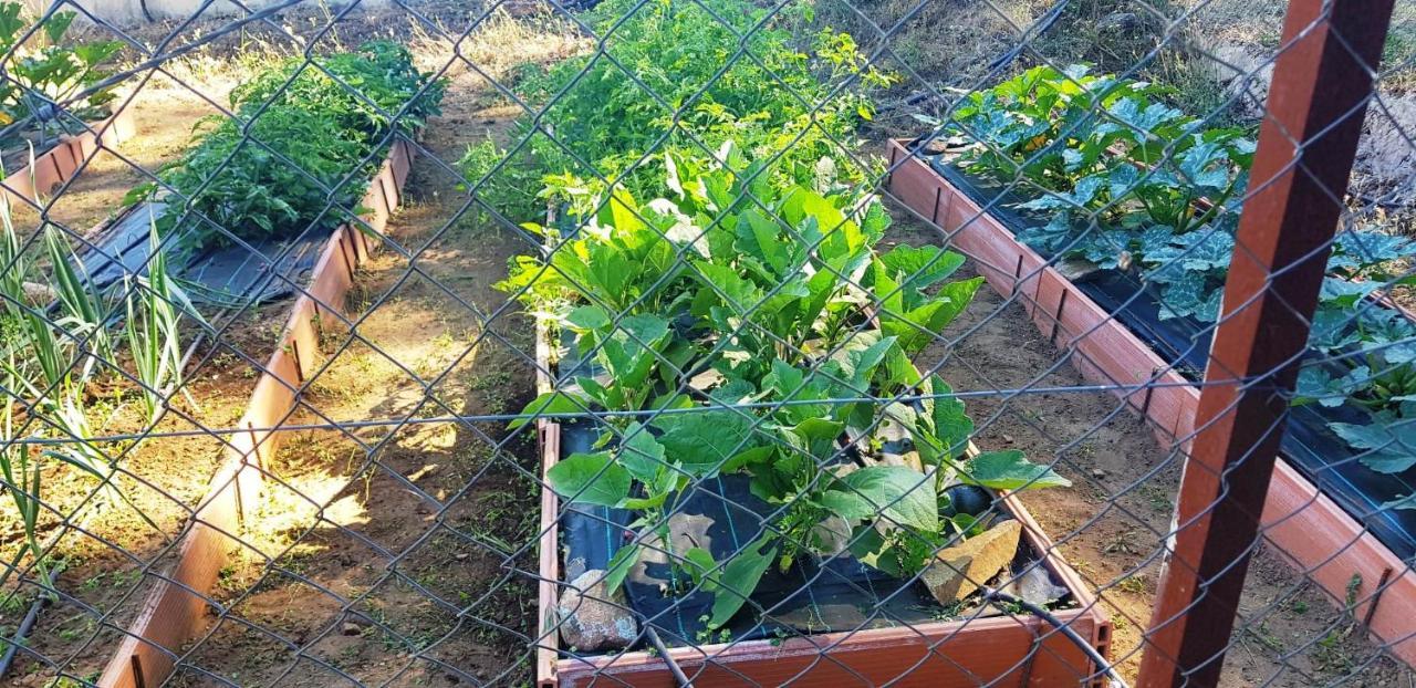 Casa Rural Madre Del Agua. Finca El Robledillo Monesterio Exteriér fotografie